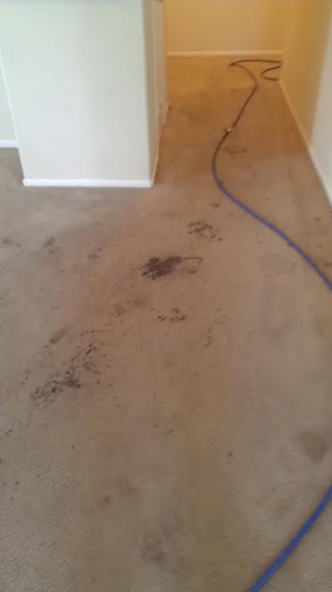 Carpet Before